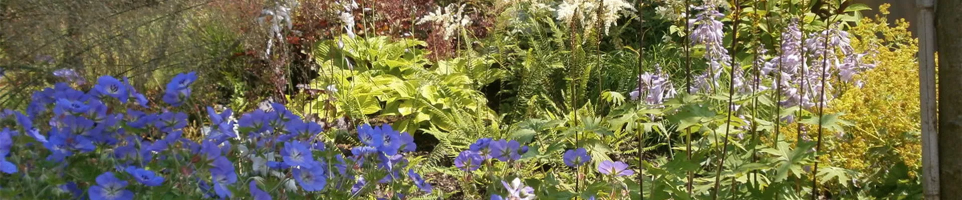 Schattenstauden_Fruehsommer_2