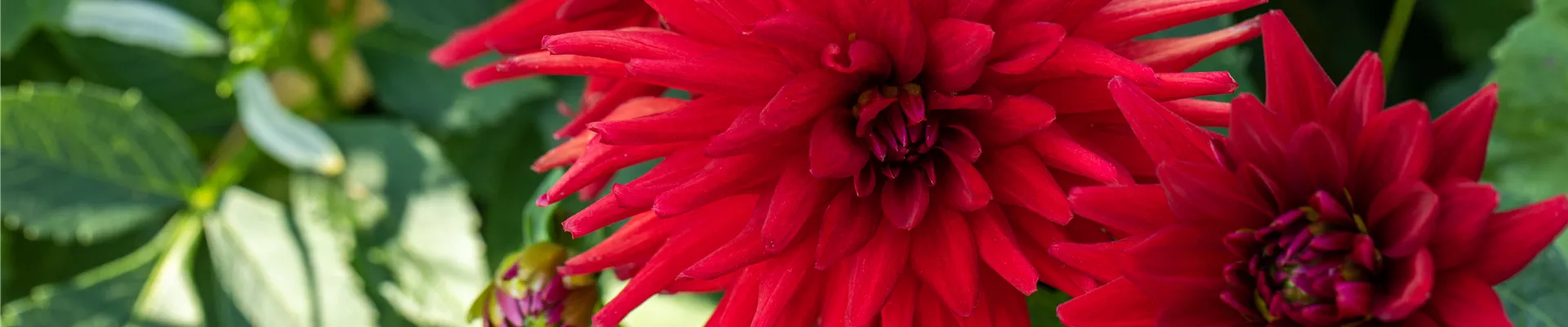 Dahlia Semi-Cactus