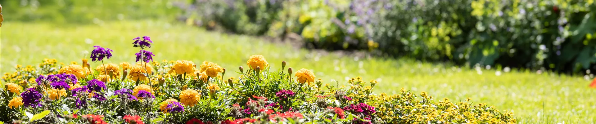 Rabatte im Garten