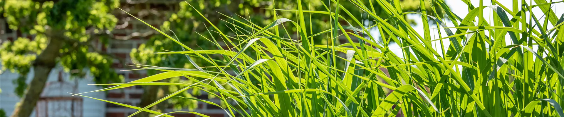 Gräser im Garten
