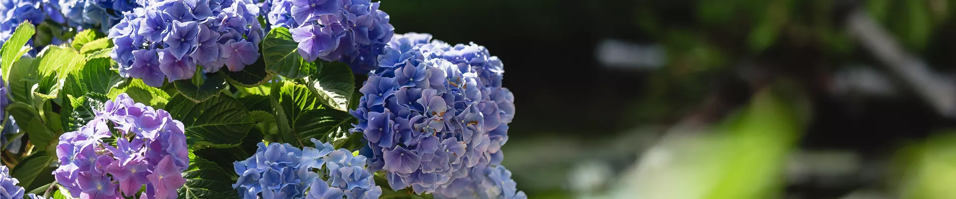 Blaue Hortensie auf Terrasse